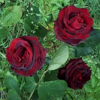 Роза ПАПА МЕЙЯН чайно-гибридная в Лиде