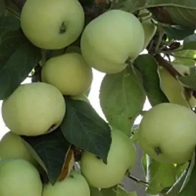 Яблоня ПАПИРОВКА в Лиде