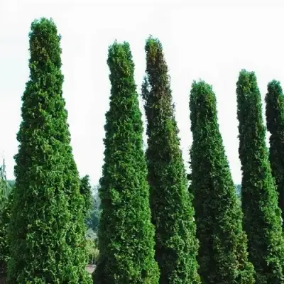 Туя ДЕГРУТ СПАЙР западная в Лиде