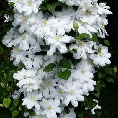 Клематис ТОКИ в Лиде