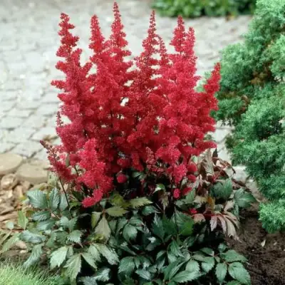 Астильба ГРАНАТ Арендса в Лиде