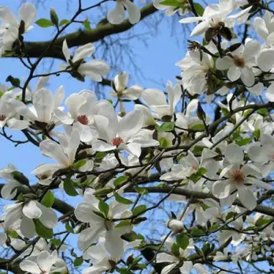 Магнолия АЛЬБА СУПЕРБА в Лиде