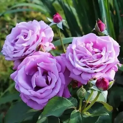 Роза ШАРЛЬ ДЕ ГОЛЛЬ чайно-гибридная в Лиде