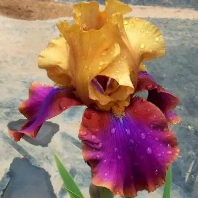 Ирис ГАЛА МАДРИД бородатый в Лиде