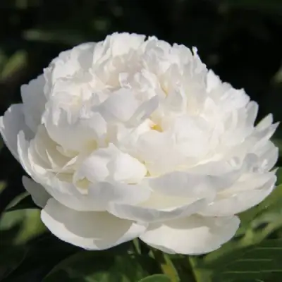 Пион СНЕЖНАЯ КРЕПОСТЬ древовидный в Лиде