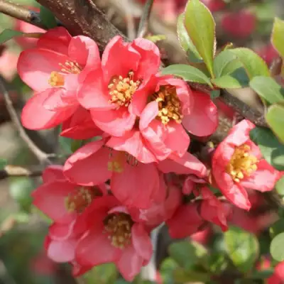 Айва ПИНК КВИН в Лиде