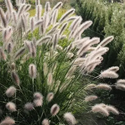 Пеннисетум ЛЕДИ Ю в Лиде