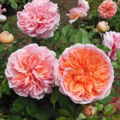 Роза ЧИППЕНДЕЙЛ чайно-гибридная в Лиде