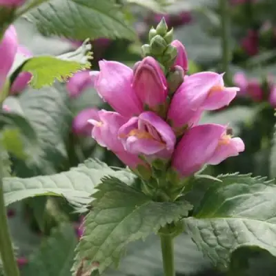 Хелоне КОСАЯ в Лиде