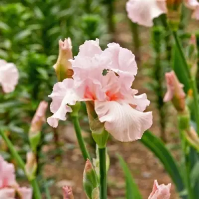 Ирис ПИНК ХОРАЙЗОН бородатый в Лиде