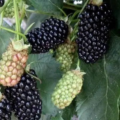 Ежевика ПРАЙМ АРК ФРИДОМ ремонтантная  в Лиде