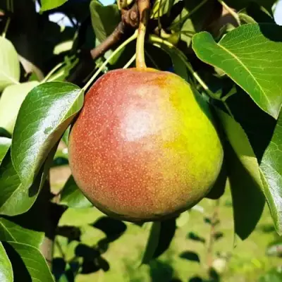 Груша КУПАЛА в Лиде