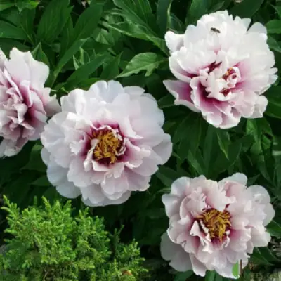 Пион КОРА ЛУИЗА ито-гибрид в Лиде