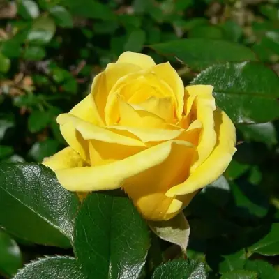 Роза ПАПИЛОН чайно-гибридная в Лиде