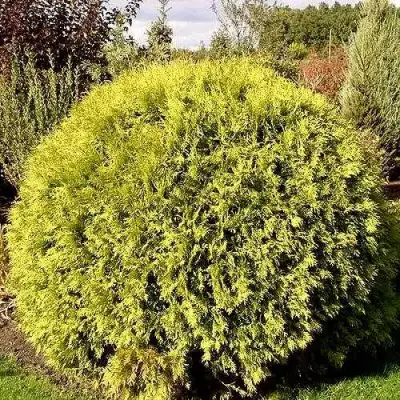 Туя ГЛОБОЗА АУРЕА западная в Лиде