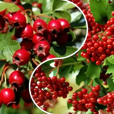 Комплект БУДЬ ЗДОРОВ в Лиде