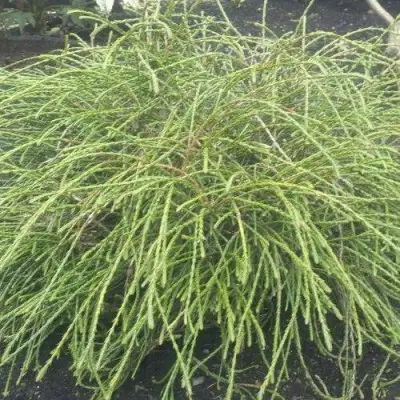 Туя ФИЛИФОРМИС   в Лиде