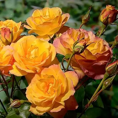 Роза САХАРА плетистая в Лиде