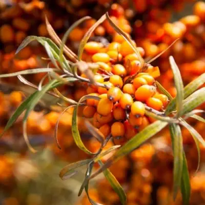 Облепиха ФИНСКАЯ в Лиде