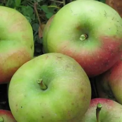 Яблоня ПАМЯТЬ СИКОРЫ в Лиде