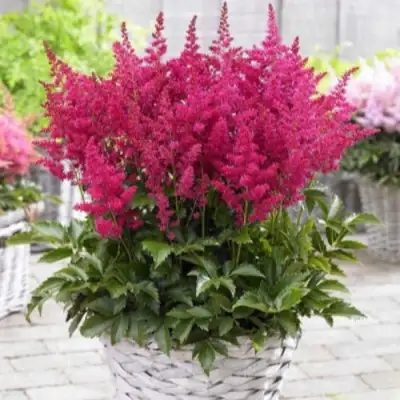 Астильба ЛАКИ ДЕЙ Арендса в Лиде