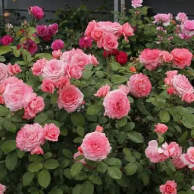 Роза ИНСТИТУТ ЛЮМЬЕР шраб в Лиде