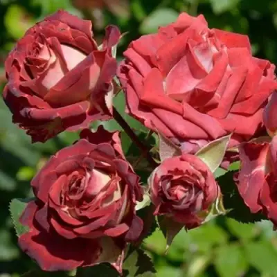 Роза ТИРАМИСУ спрей в Лиде