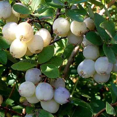 Голубика СНЕГУРОЧКА в Лиде