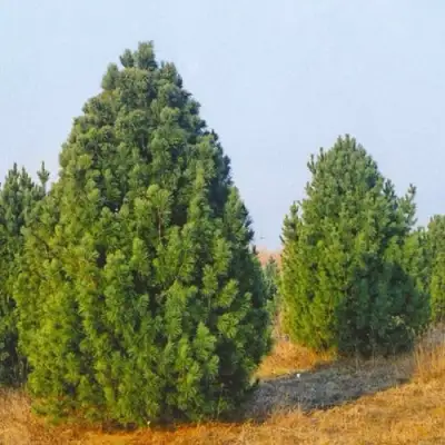 Сосна черная ПИРАМИДАЛИС в Лиде