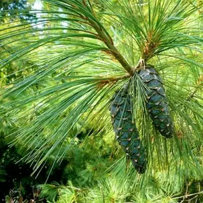 Сосна гриффита в Лиде