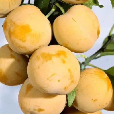 Слива РЕНКЛОД ранний в Лиде