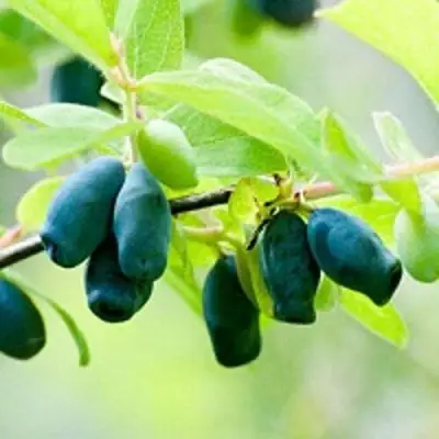 Жимолость съедобная АМФОРА в Лиде