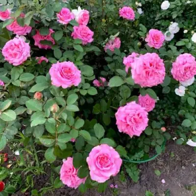 Роза ЭШЛИ чайно-гибридная в Лиде