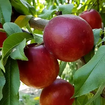 Нектарин ФАНТАЗИЯ в Лиде