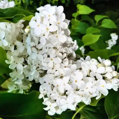 Сирень МАЛЕНЬКИЙ ПРИНЦ в Лиде