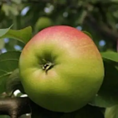 Яблоня СОКОЛОВСКОЕ стелющаяся в Лиде