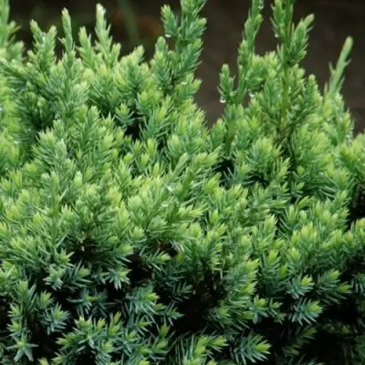 Можжевельник ХОЛГЕР чешуйчатый в Лиде