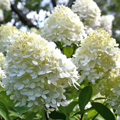 Гортензия БОМБШЕЛ метельчатая в Лиде