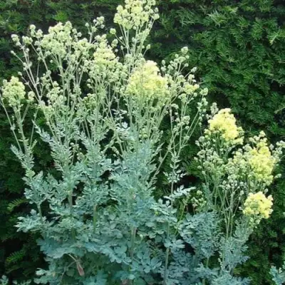 Василистник ГЛАУКУМ желтый в Лиде