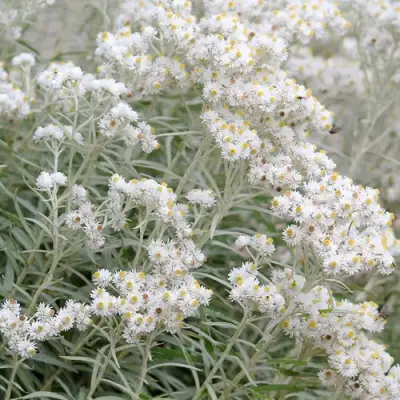 Анафалис ЖЕМЧУЖНЫЙ в Лиде