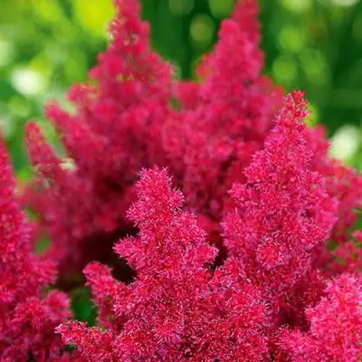 Астильба КОБЛЕНЦ японская в Лиде