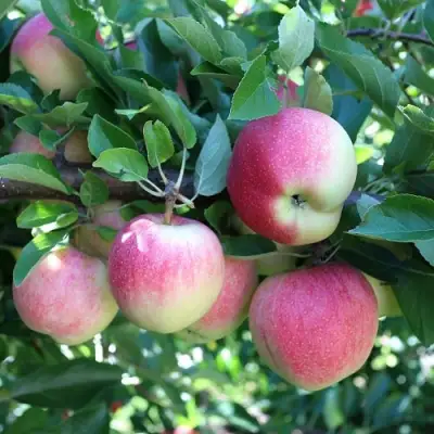 Яблоня ГРУШОВКА МОСКОВСКАЯ в Лиде