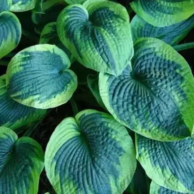 Хоста ТОКУДАМА ФЛАВОЦИРЦИНАЛИС гибридная в Лиде