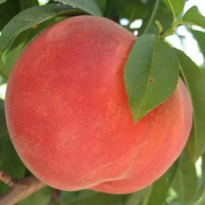 Персик МАЙСКИЙ ЦВЕТОК в Лиде