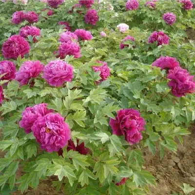 Пион КИТАЙСКИЙ ШЕЛК травянистый в Лиде