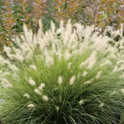 Пеннисетум ХАМЕЛН в Лиде