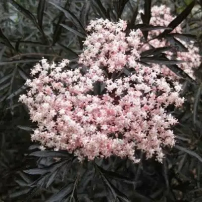 Бузина черная БЛЭК ЛЕЙС ЕВА в Лиде