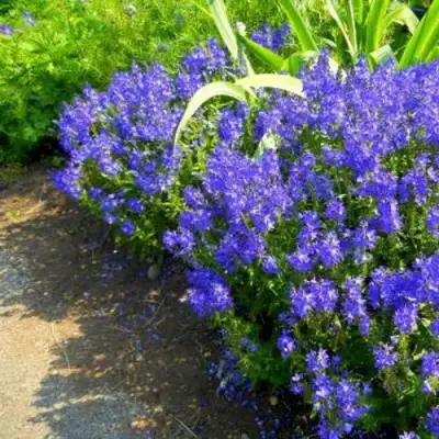 Вероника РОЯЛ БЛЮ большая в Лиде