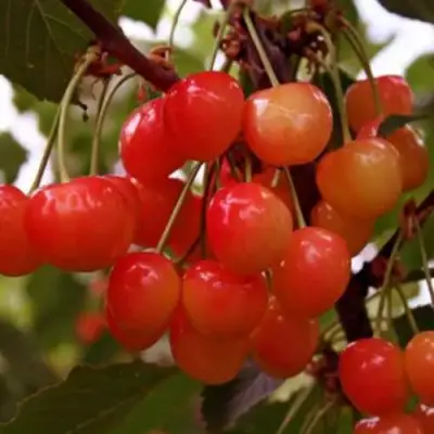 Черешня ДОНЧАНКА в Лиде