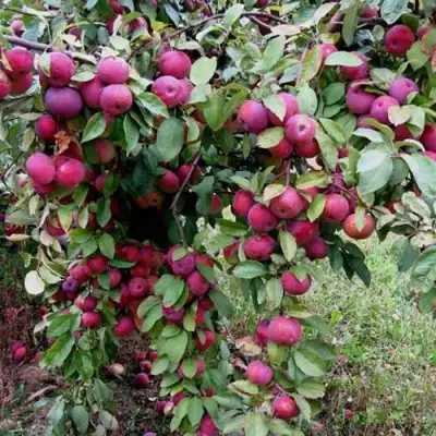 Яблоня ФЛОРИНА в Лиде